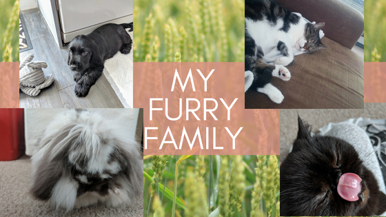 My Furry Family